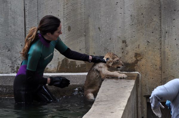 National Zoo's African Lion Cubs Pass Swim Reliability Test and Explore Their Yard
