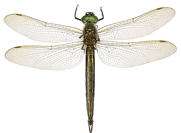 File:Somatochlora metallica f.jpg