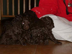 American Water Spaniels: American Water Spaniel Kora and Ty's Babies