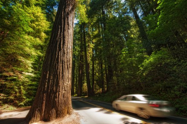 Avenue of the Giants