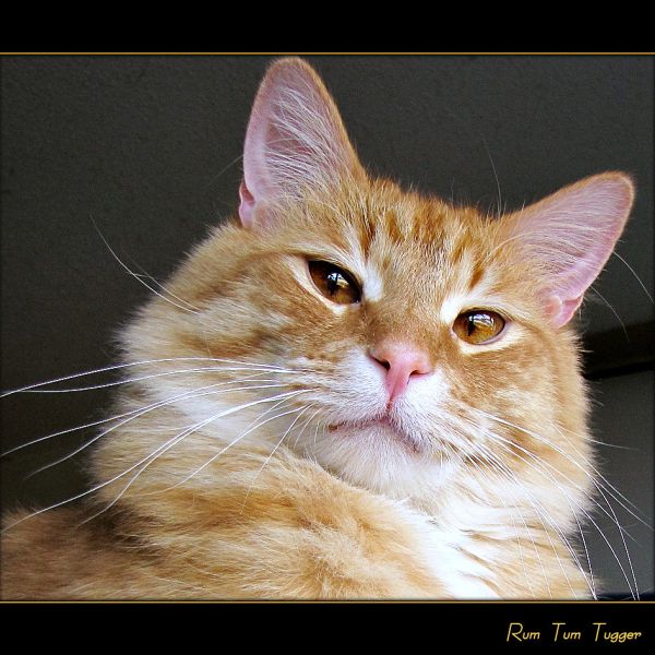 Cats bestow a whisker of Happiness on those they Love