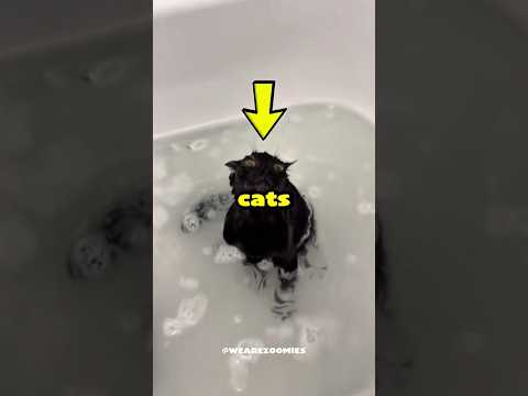 Cats absoloutely hates bath time 😭😂😹 #cat #shorts