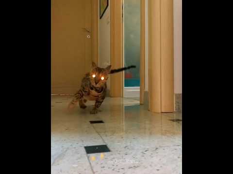 Cat's Can't Mad Drift💀 #Cats#Shorts