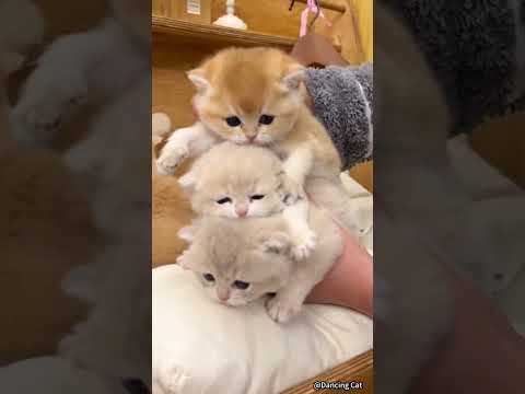 🐱 Funny cat videos | cute cats | Try not to laugh | Cat videos Compilation #shorts  🐈