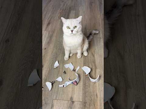 WHAT HAPPENED TO MANI?! 😳 Subscribe to support😺❤️ #cats #cat #americe