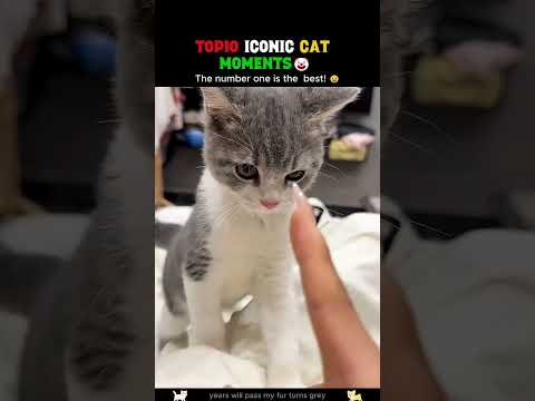 Compilation of Iconic Cat Moments, Every Scene Packs a Punch。#cat#funny#shorts