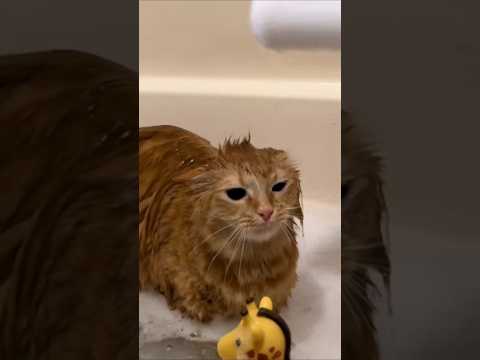 this cat is playing games late at night 🤣 #cat