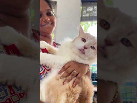 Shasha marunthu kudi samathupulla #cat #shorts