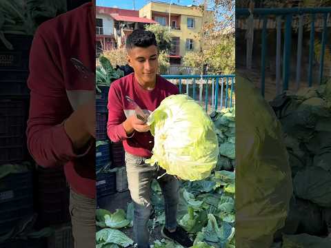 Lahana Sarma, Lahana Kapuska, Lahana Turşu …