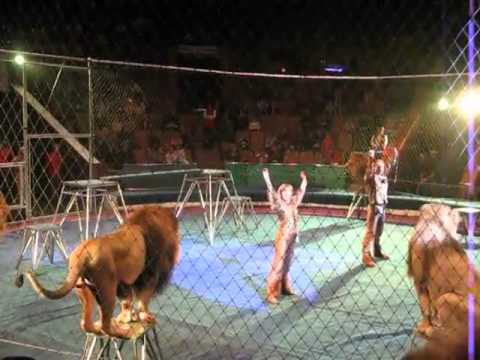 Aslanlar sirkte eğitmenlerine saldırıyor....