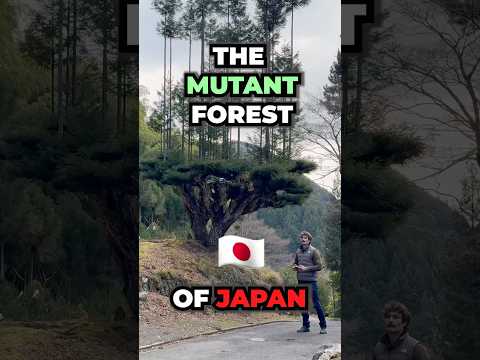 The Mutant Forest of Japan