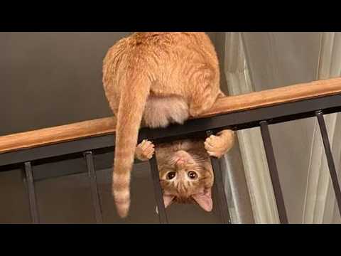 Cats Being Weird Again 🤣 The Funniest CATS Video 2026