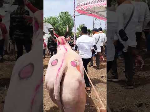 shirmbe gavat bakasur dakhal