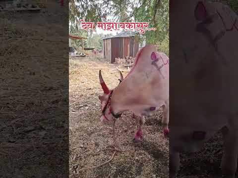 देव माझा बकासुर...🙏