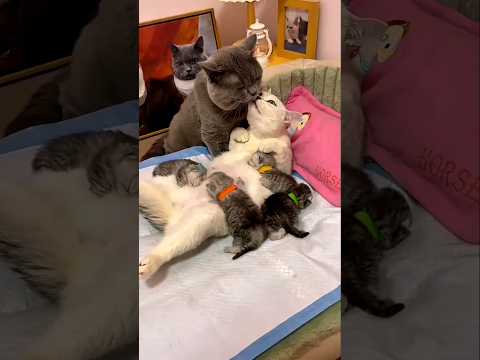 Cat, you have so many kittens🫢#cat #shorts