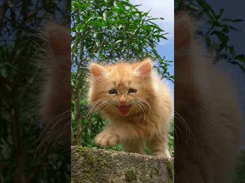 Kitten meowing 😻 | Cat sound | Cat video | Cat | Cat voice | Persian cat sound | Persian cat | Cats