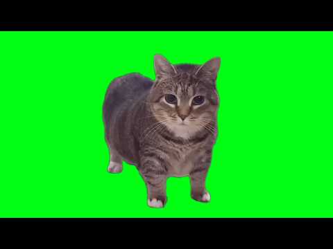 OIIA Cat x Ievan Polkka (OFFICIAL VIDEO)