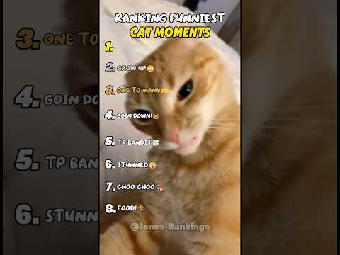 Ranking Funniest Cat Moments