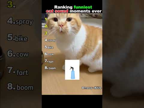Ranking funniest cat sound moments ever