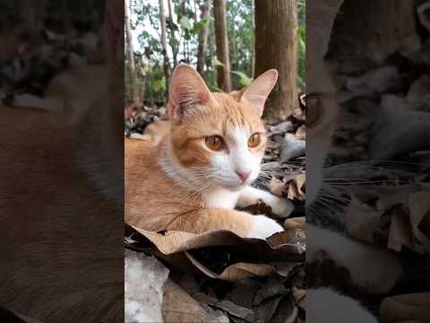 Cat VS Red Devil 😹 🎬 | CAT | #catthriller