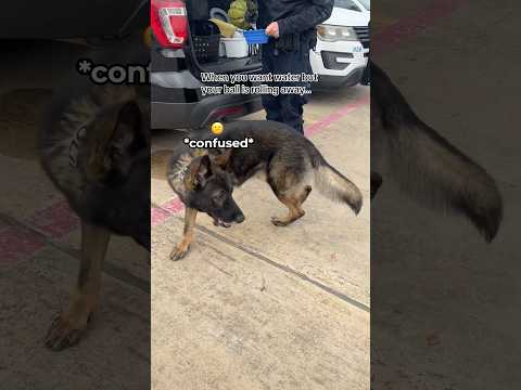 This confused K9 is so funny 🤣 #shorts