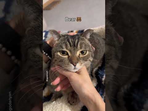 full options car😼🚗 #shorts #cat #funny