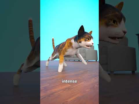 Don't Declaw Your Cat 😰