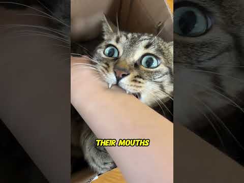 Why Cats Suddenly Bite You – The Real Reason Behind Cat Biting Behavior!