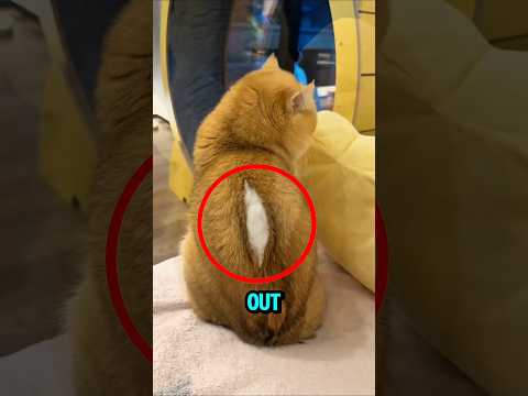 Owner Panics After Seeing This on Her Cat 😨😱 #cats #shorts