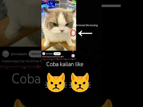 coba kalian like 🐱🐱 #cat #cutecat #fypシ #shorts