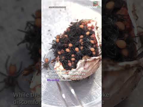 Terrifying footage captures funnel-web spiders hatching from egg sac | #shorts #yahooaustralia