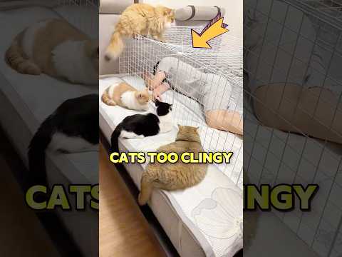 This owner thinks his cats are way too clingy