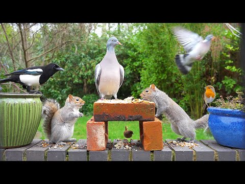 🔴 CAT TV 24/7 🕊️ Birds &amp; Squirrels Discover Food Pile on Wall 🐿️ Bird videos for cats to watch HD