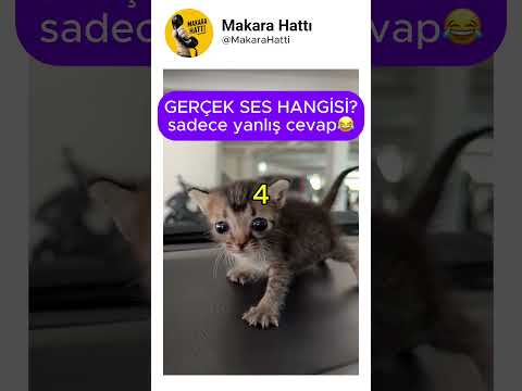 kedi gerçek sesi arıyor