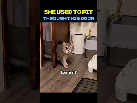 Her Favorite Shortcut Betrayed Her 😂#cat #cuteanimals #shorts