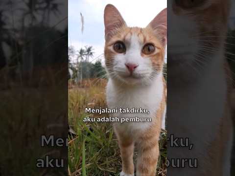 Selamat Datang Kembali Kempus 😼 #kucing