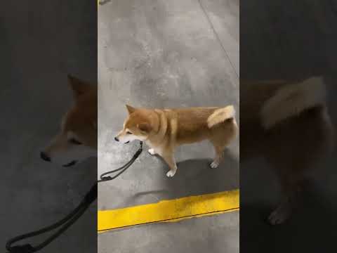 Doge Parks Himself (ORIGINAL)