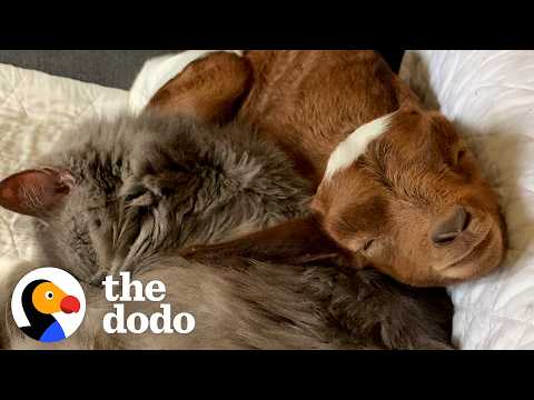 Baby Goat Raised By A Cat Now Thinks She’s One Too | The Dodo