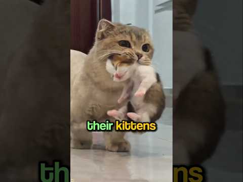 Why Do Cats Bring You Their Kittens? 🐈