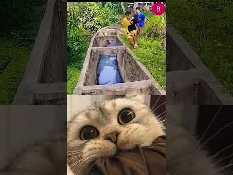 #relatable #jumpstyle #cat