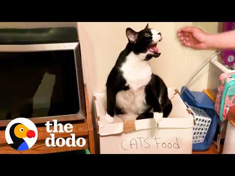 This Cat Tolerates Mom’s Boyfriend — From Across The Room | The Dodo