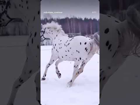 Saiya Mora dhokhe Kora ghoda per chadhaib ka #horse #vairalvideo