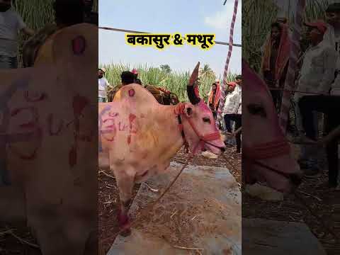 बकासुर ❤️‍🔥