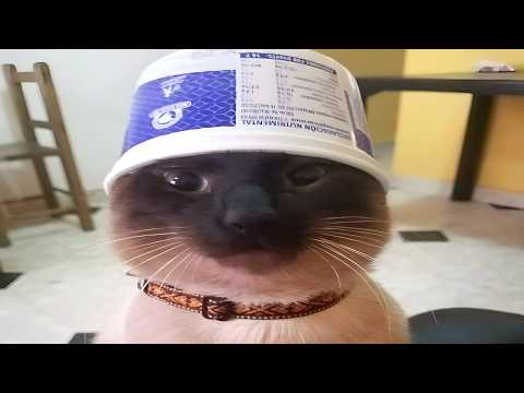 Try Not To Laugh At These SILLY CATS 🤣 Funny Cat Videos