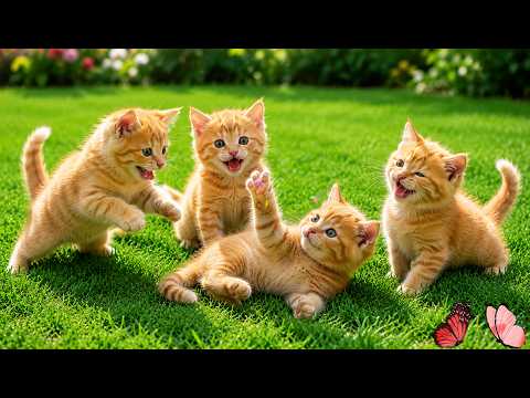 💛😺 Adorable Fluffy Kittens Having Fun Outdoors | Relaxing Cat Sounds | Cute Cat Video