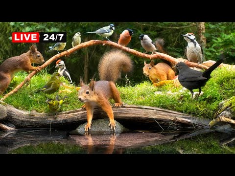 🔴24/7 LIVE CAT TV NO ADS😺 Squirrel and Bird Watching: Unlimited Nature Fun for Everyone