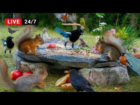 🔴24/7 LIVE CAT TV NO ADS😺 Non-Stop Birds and Cutest Red Squirrels at Garden Galore Buffet