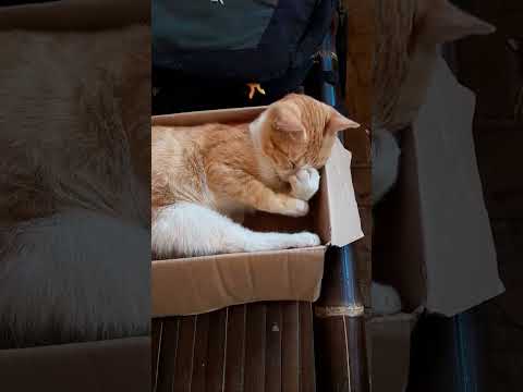 Kucing Suka Kotak Kardus 🐈 | CAT | #catbehaviour