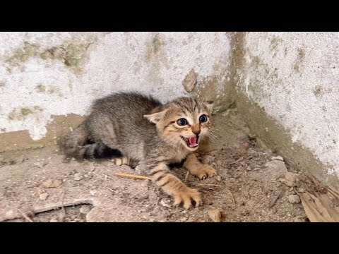 Five stray cats were trapped in an abandoned house, woods tried to act fierce when I helped them