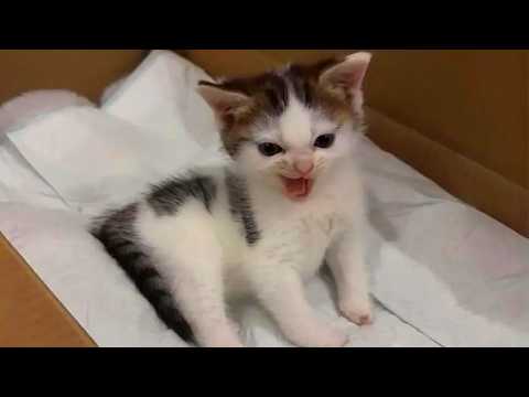 Cute Kittens Being Funny For No Reason 🤣 Funny Cat Videos 2026